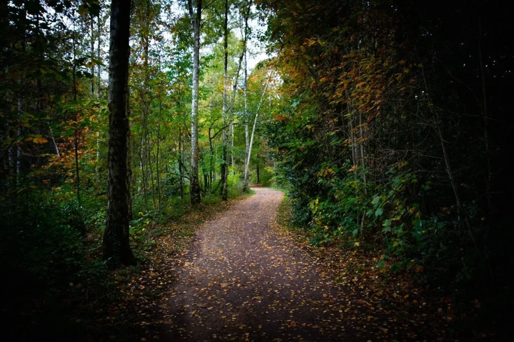 7 Surprising Health Benefits of Spending Time in Nature 2 health benefits of spending time in nature - an image of a low light path through a forest