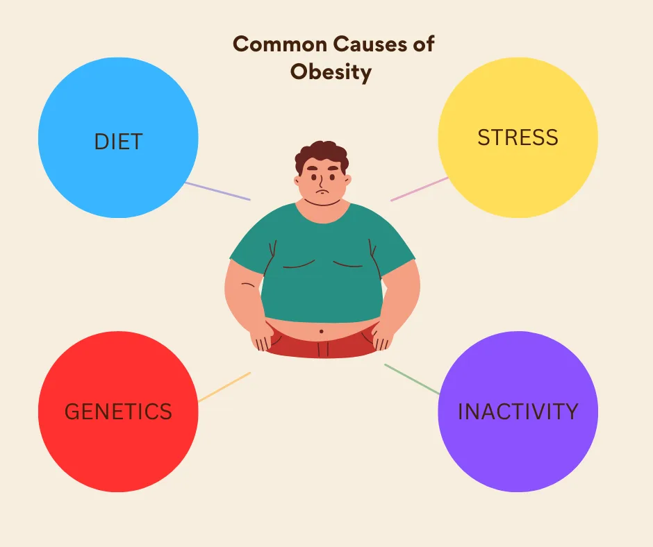 infographic concerning how to lose belly fat of an obese man with Diet, Stress, Genetics, and Inactivity as causal. 